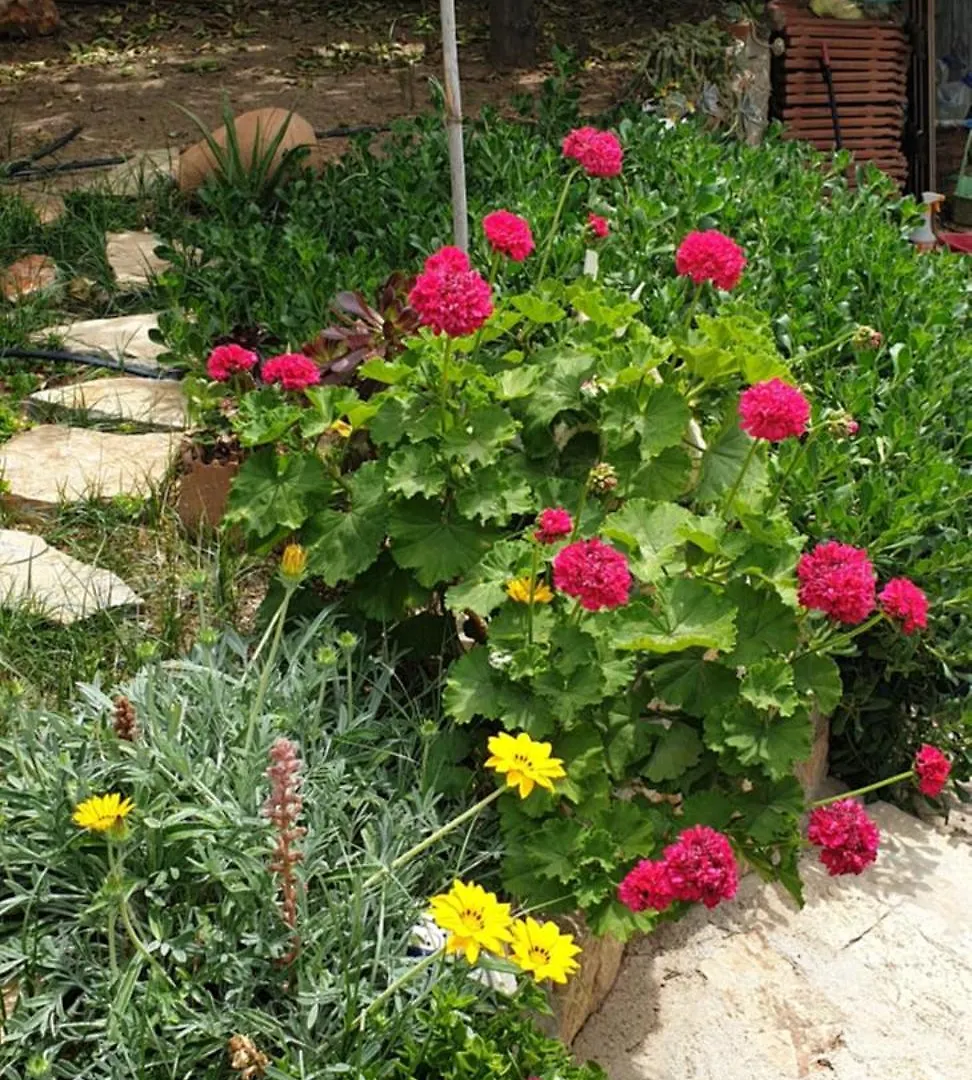 Guenes Butik Otel Datca Cumali Penzion