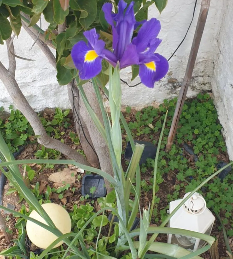 Penzion Guenes Butik Otel Datca Cumali